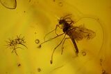 Detailed Fossil Flies, Ant and Spider in Baltic Amber #135065-4